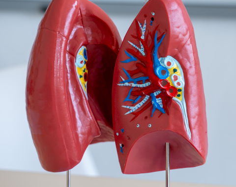 Mulaj decompozabil plămân – model anatomic [2]
