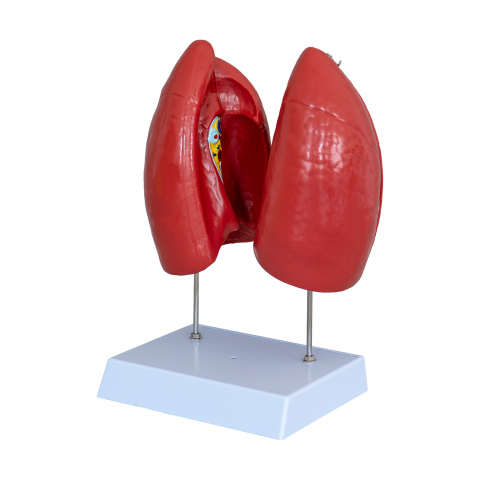 MULAJE ANATOMIE - Mulaj decompozabil plămân – model anatomic