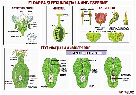 PLANSE BOTANICA - Floarea si fecundatia la Angiosperme