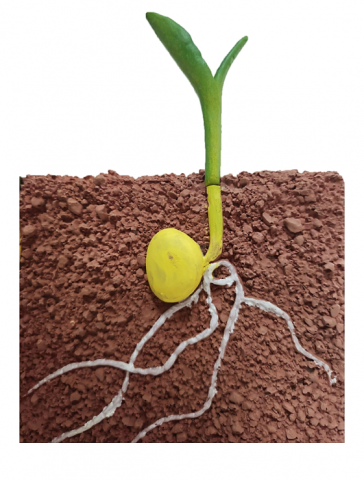 Porumb în faza de germinare [2]
