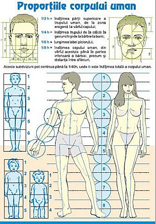 Planse - Proporţiile corpului uman/ Contrastele cromatice
