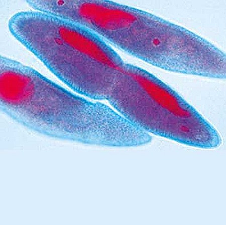 Protozoare – set de 10 preparate microscopice [5]