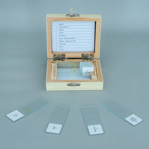 Protozoare – set de 10 preparate microscopice [2]
