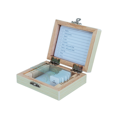 SECTIUNI MICROSCOPICE - SETURI - Protozoare – set de 10 preparate microscopice