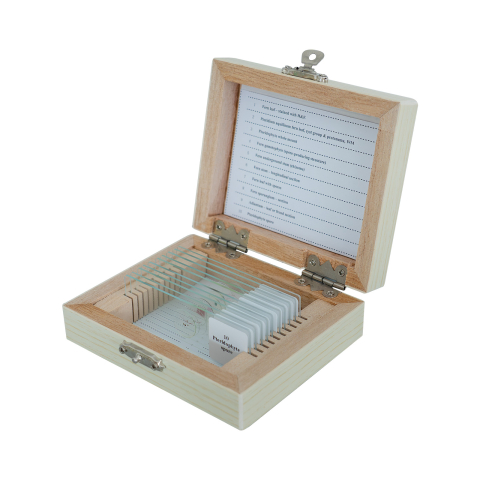 SECTIUNI MICROSCOPICE - SETURI - Pteridophyta - set din 10 secțiuni microscopice
