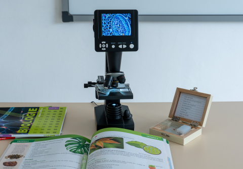 Pteridophyta - set din 10 secțiuni microscopice [3]