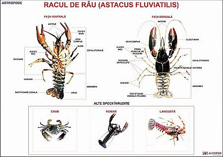 PLANSE ZOOLOGIE - Racul de rau (artropod)