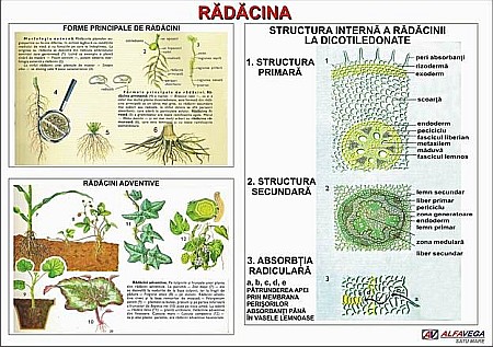 PLANSE BOTANICA - Radacina - tipuri de radacini