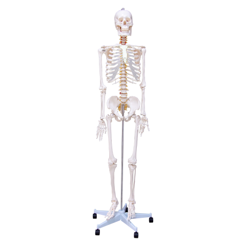 MULAJE ANATOMIE - Schelet