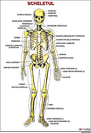 PLANSE ANATOMIE - Scheletul uman