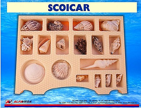 MULAJE BOTANICA - Scoicar