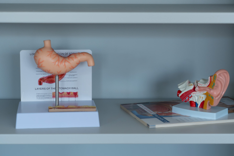 Mulaj stomac cu ulcer – model anatomic didactic [3]