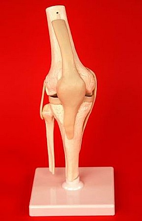 Sectiune in articulatia genunchiului [4]