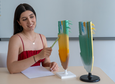 Model secțiune longitudinală prin rădăcină [5]