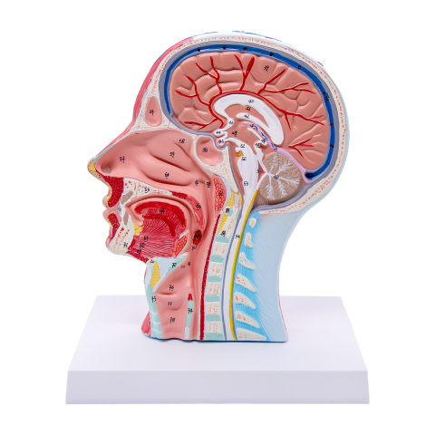 MULAJE ANATOMIE - Secţiune mediană a capului