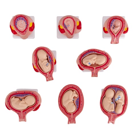 MULAJE ANATOMIE - Set de dezvoltare a embrionului uman