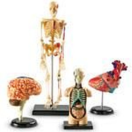 Set modele anatomie [1]