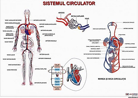 PLANSE ANATOMIE - Sistemul circulator