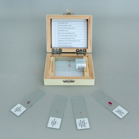 Sistemul endocrin – set de 10 preparate microscopice [2]