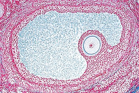 Sistemul genital – set de 10 preparate microscopice [5]