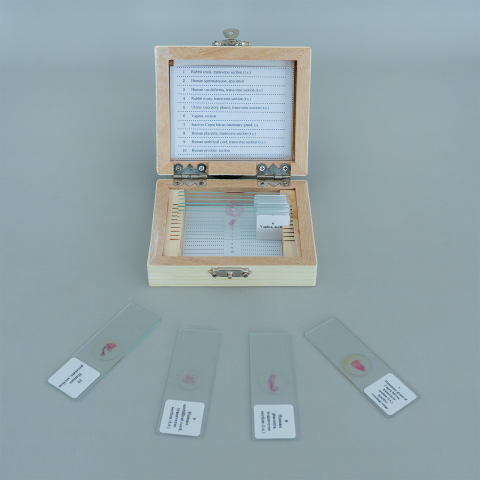 Sistemul genital – set de 10 preparate microscopice [1]