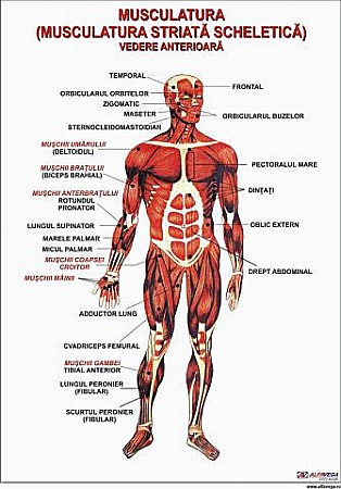 PLANSE ANATOMIE - Sistemul muscular - vedere anterioara