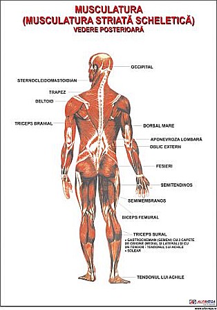 PLANSE ANATOMIE - Sistemul muscular vedere posterioara