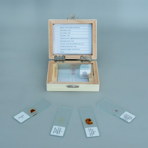 Sistemul nervos – set 10 preparate microscopice [2]