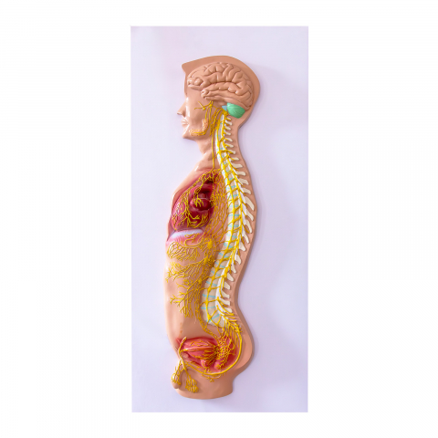 MULAJE ANATOMIE - Sistemul nervos vegetativ