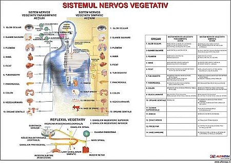 PLANSE ANATOMIE - Sistemul nervos vegetativ