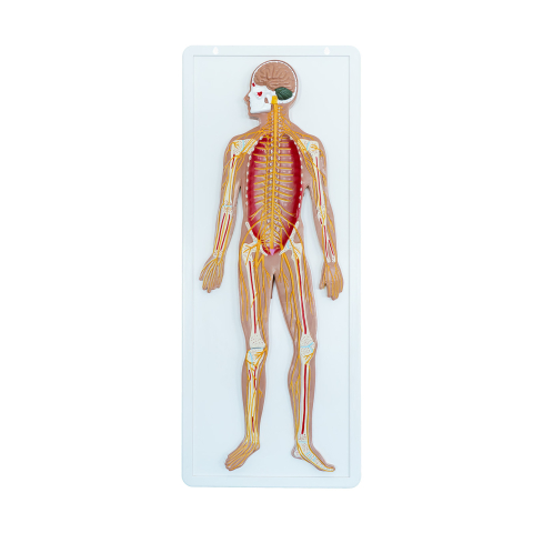 MULAJE ANATOMIE - Model sistem osos și nervos uman în relief