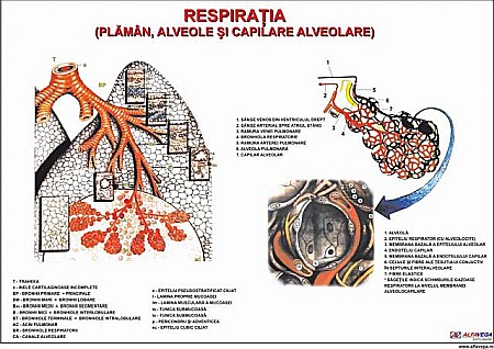 PLANSE ANATOMIE - Sistemul respirator