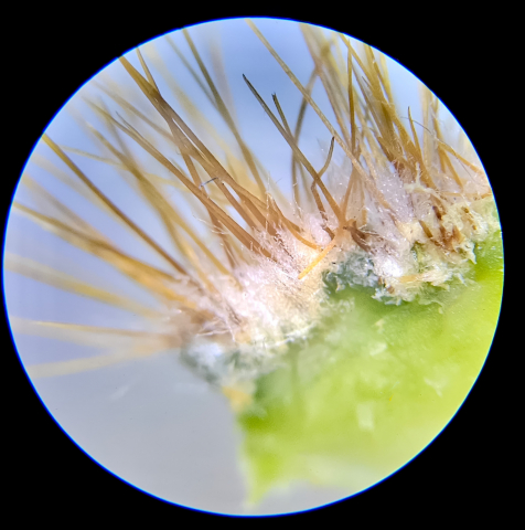Stereomicroscop binocular [7]
