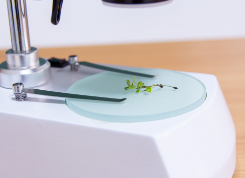 Stereomicroscop binocular [6]