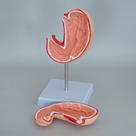 Model anatomic stomac 2 părți, scară 1:1, pe suport [2]