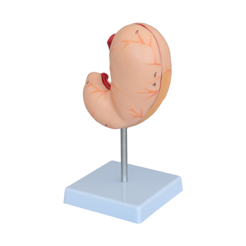 Model anatomic stomac 2 părți, scară 1:1, pe suport [0]