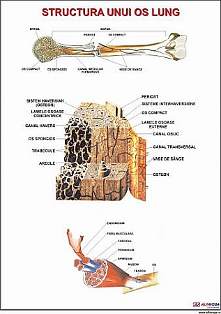PLANSE ANATOMIE - Structura unui os lung