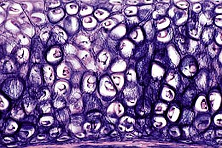 Țesuturi – set 10 preparate microscopice [5]