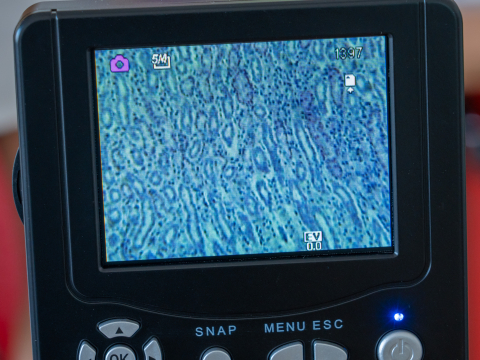 Țesuturi – set 10 preparate microscopice [3]