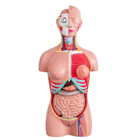 Tors uman 85 cm cu 37 părți detașabile – model anatomic [5]