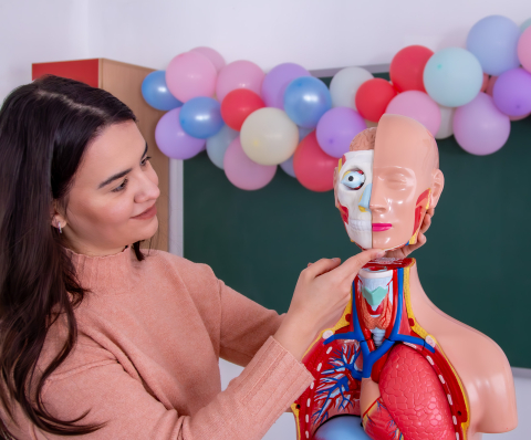 Tors uman 85 cm cu 37 părți detașabile – model anatomic [3]