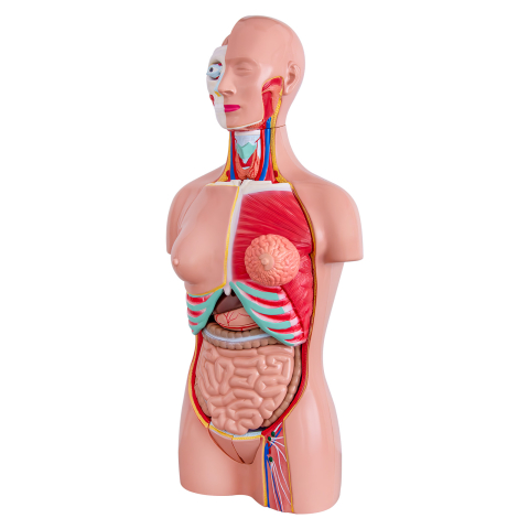 MULAJE ANATOMIE - Tors uman 85 cm cu 37 părți detașabile – model anatomic