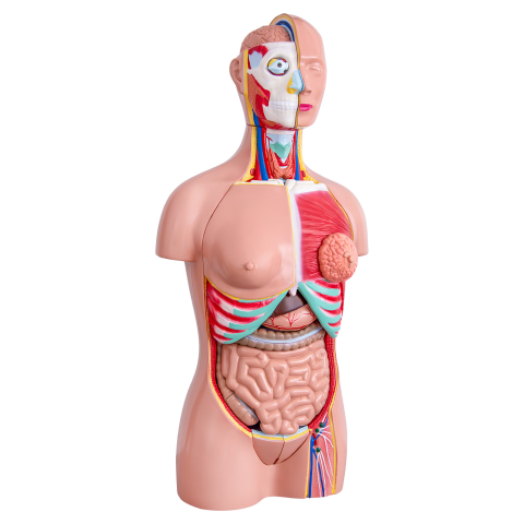 Tors uman 85 cm cu 37 părți detașabile – model anatomic [1]