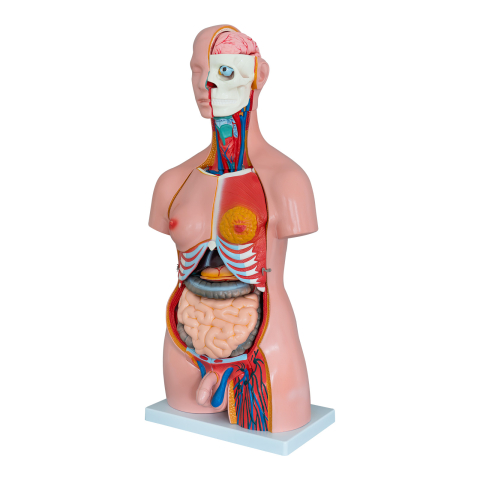 MULAJE ANATOMIE - Tors uman anatomic de 85 cm, cu 40 de părți detașabile