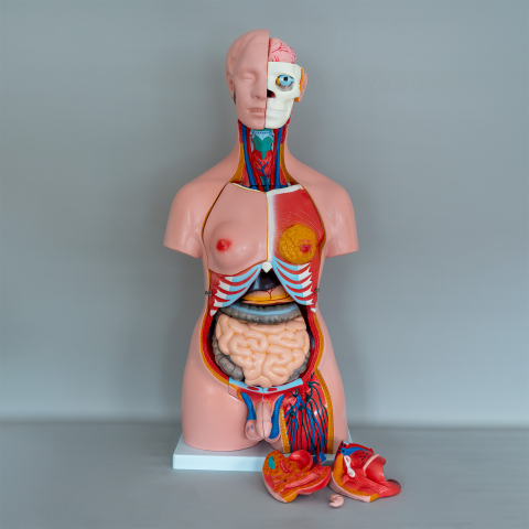 Tors uman anatomic de 85 cm, cu 40 de părți detașabile [2]