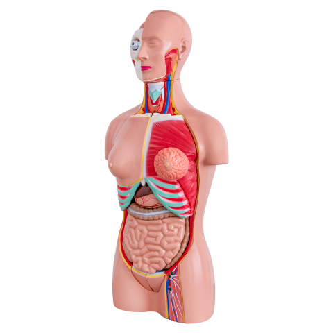 MULAJE ANATOMIE - Tors uman dual sex