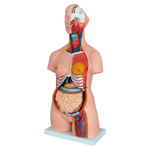 MULAJE ANATOMIE - Tors uman dual sex