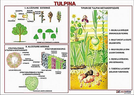 PLANSE BOTANICA - Tulpina