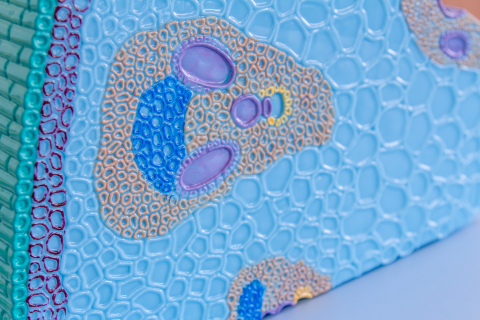 Tulpina la monocotiledonate [3]