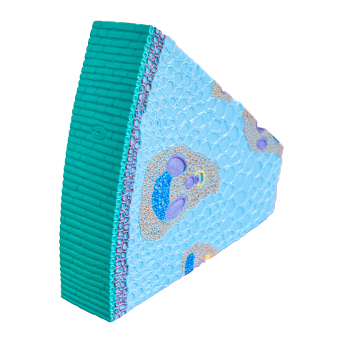 Tulpina la monocotiledonate [2]